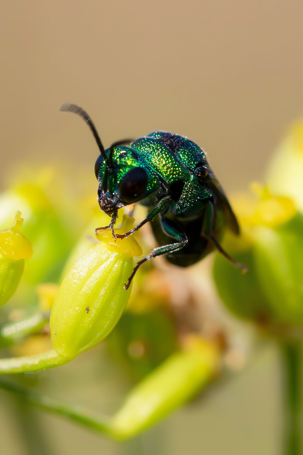 Chrysididae sp.